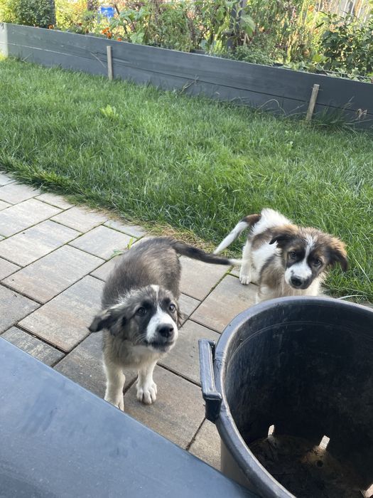 Donez catei pentru adoptie