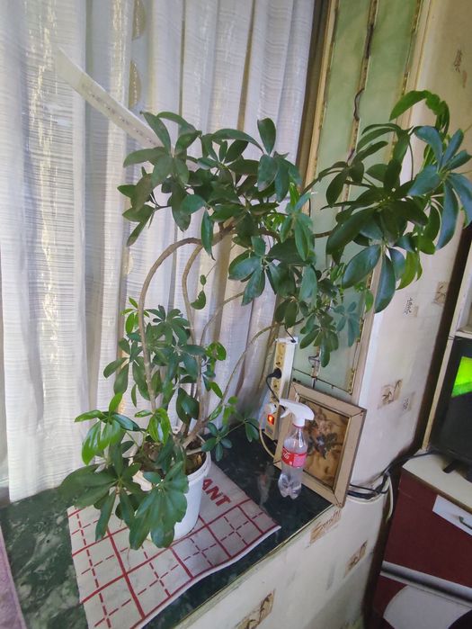 Шеффлера древесная .