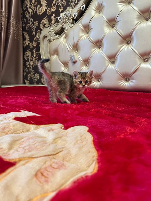 Чистокровная британка золотая шиншилла