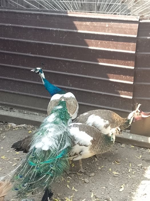 Pauni diferite varietati de culoare