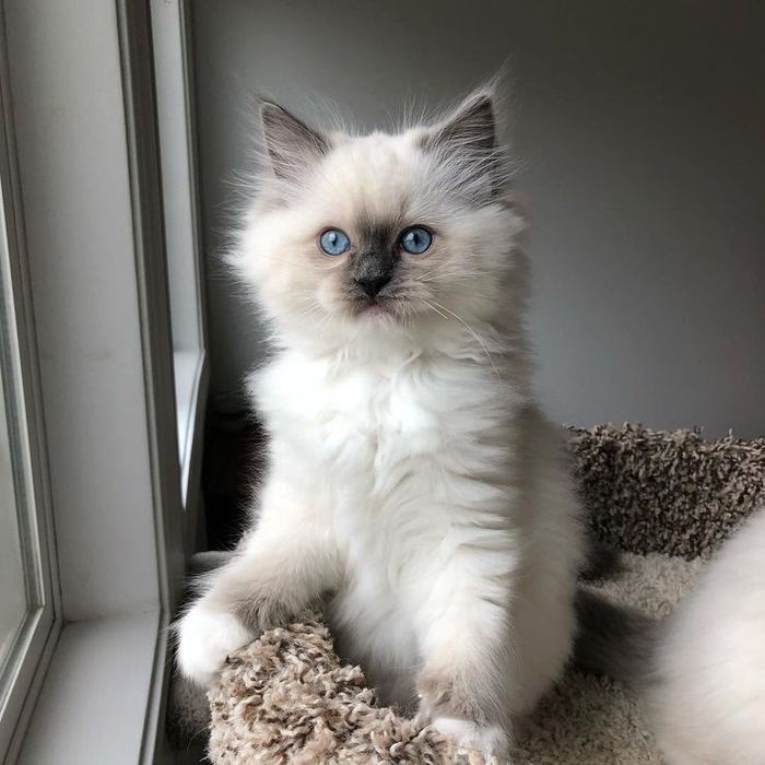 Ragdoll băiețel frumos