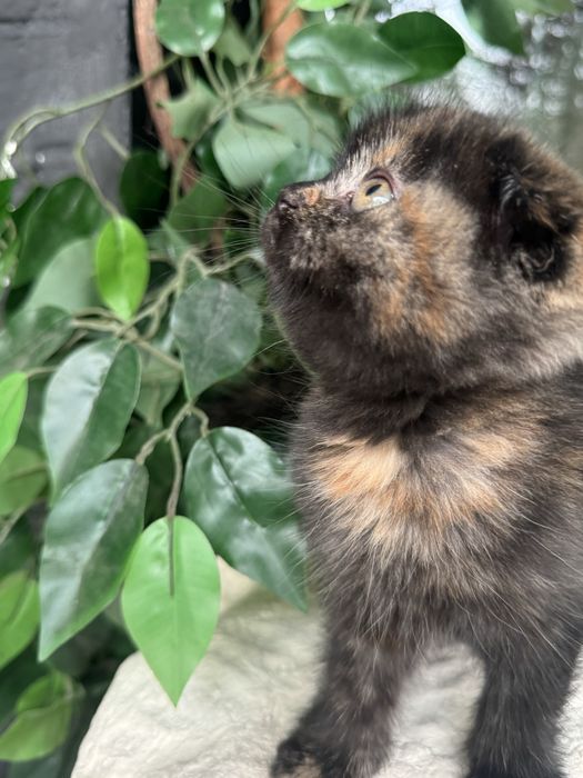 Скоттиш фолд