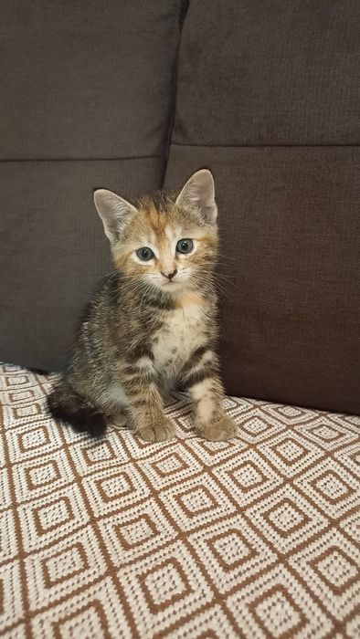 Продам милых котят 1 мес