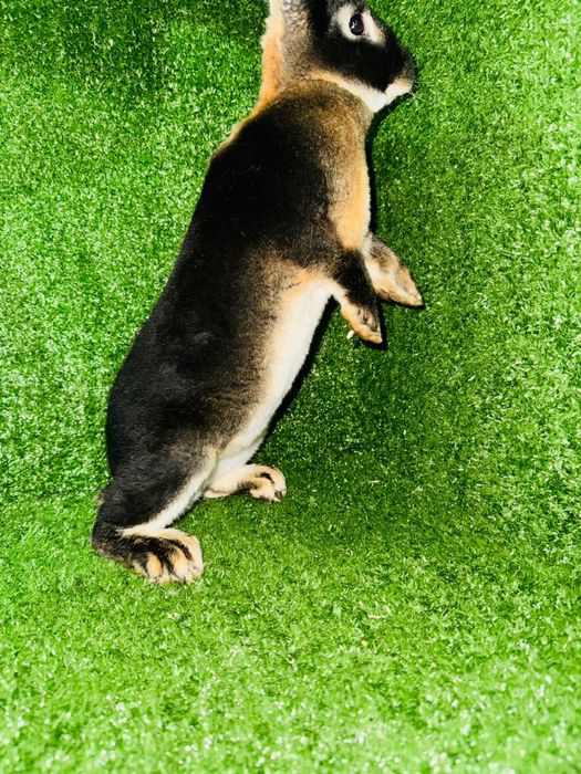 Кролики Рекс разных окрасов