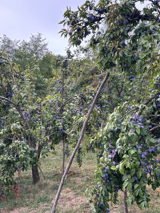 Vând Prune Anașpet
