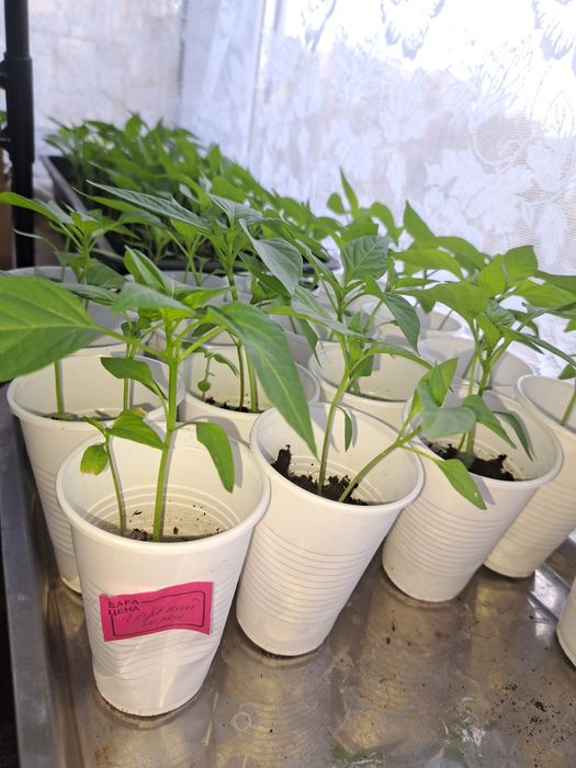 Горький перец рассада