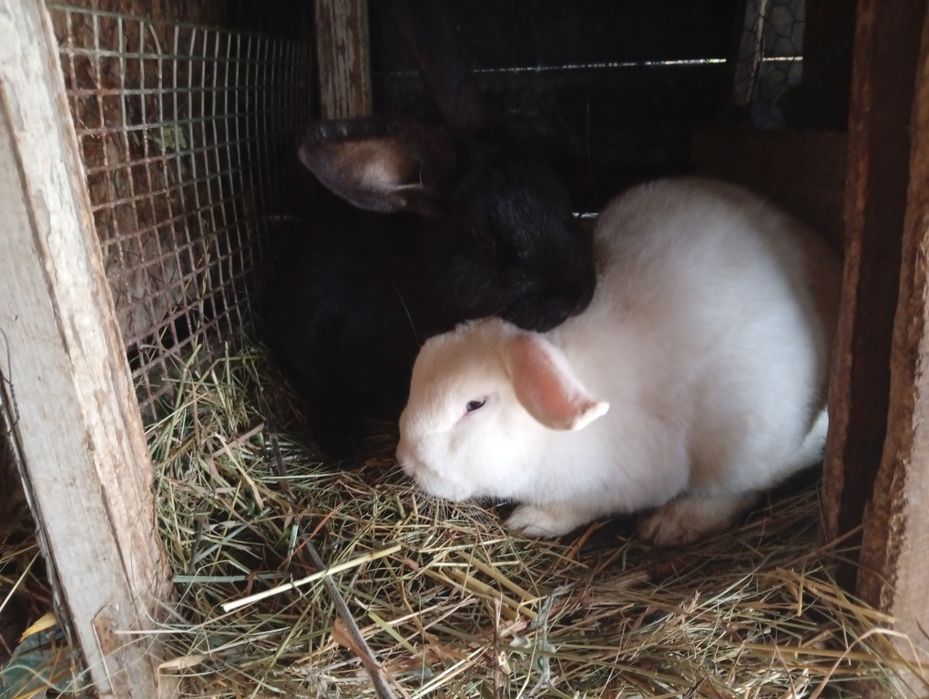 Epurași de casă rasă mixtă