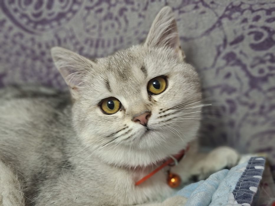 Mushuk serbrstki shinshilla qiz