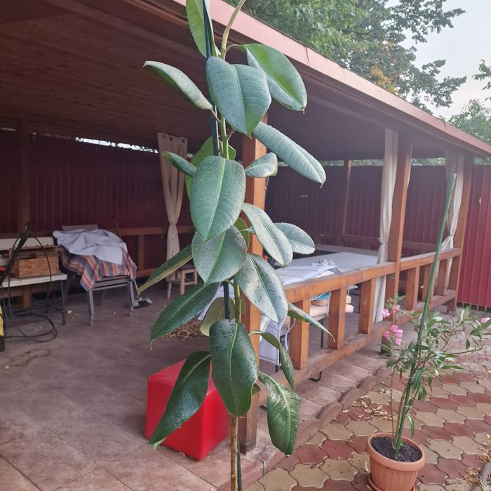 Ficus 2 metri de 6 ani plus ghiveci