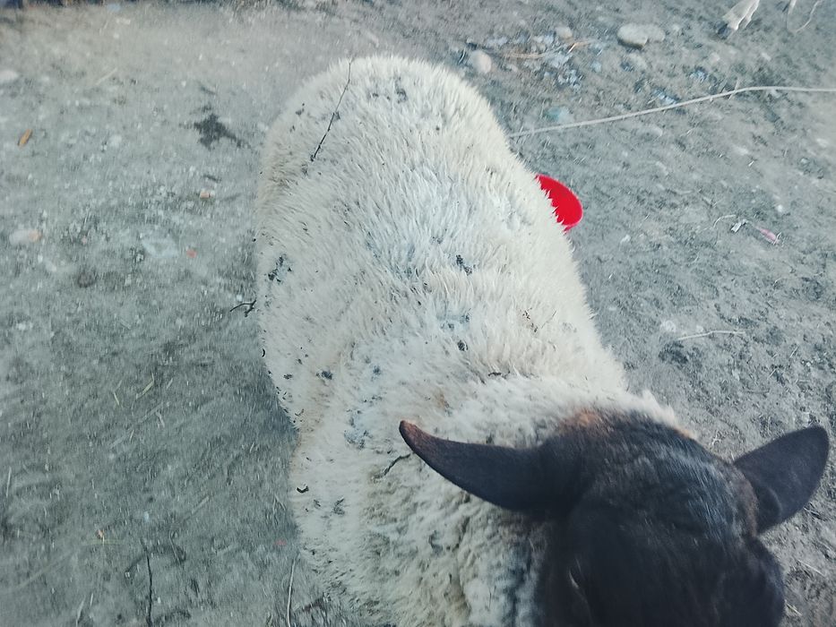 Vând berbeac sulfok