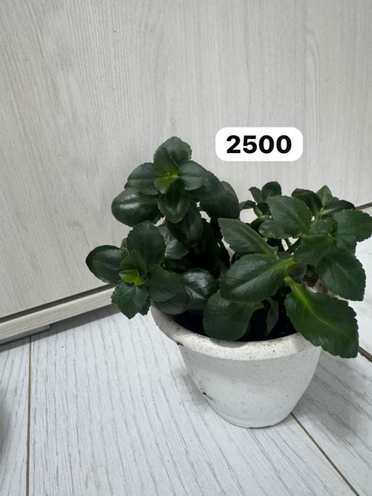 Цветы домашние цветы  драцена, замиикулькас