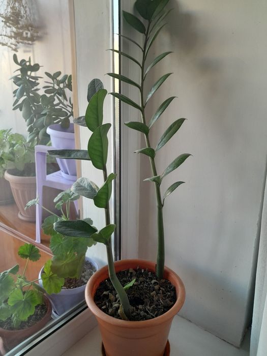 Сингониум ,толстянка