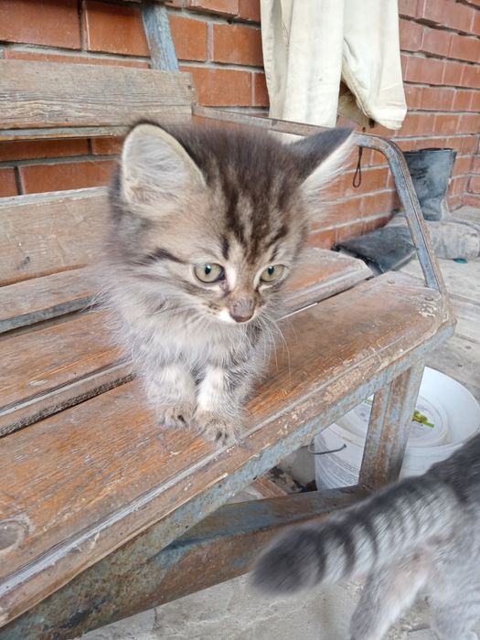 Отдам милых котят