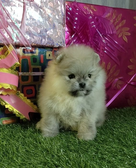 Мультяшный померашка