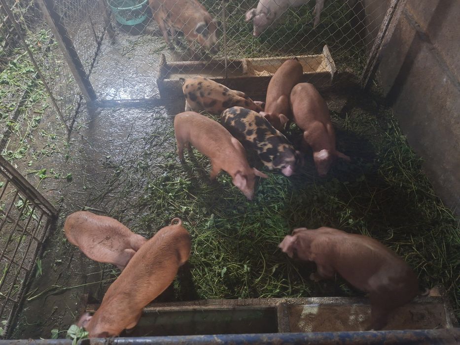 Vand porci rasa duroc