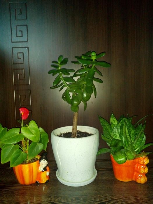 Сансевиера,коледниче,исусов венец,кротон,бамбук,дървовидно алое,красул