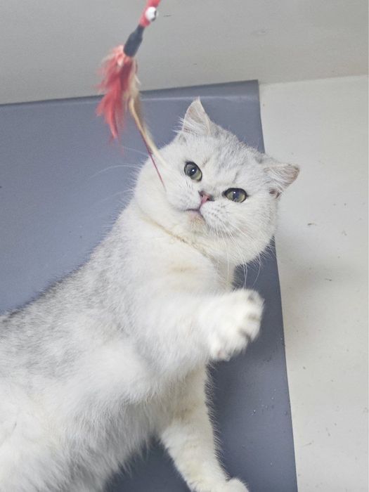 Vyzka uchun soglom mushuk