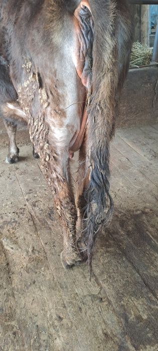 Продаётся швед корова