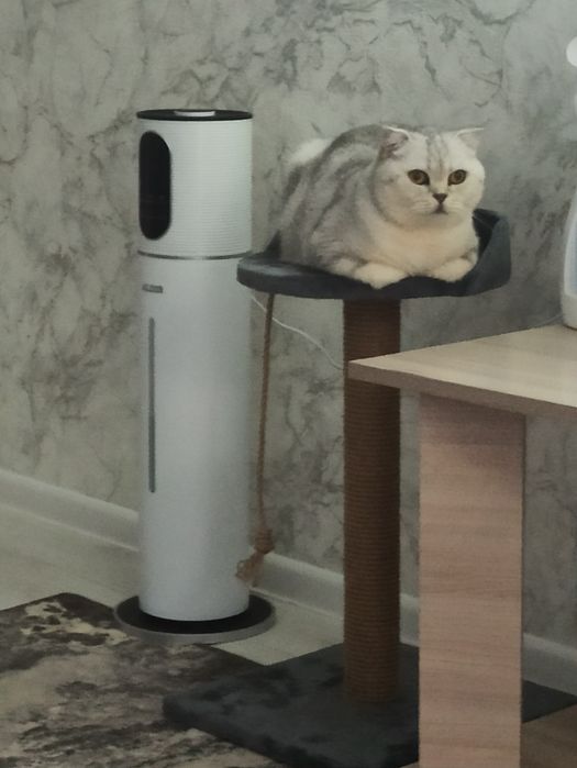 Чистокровные котята,мальчики