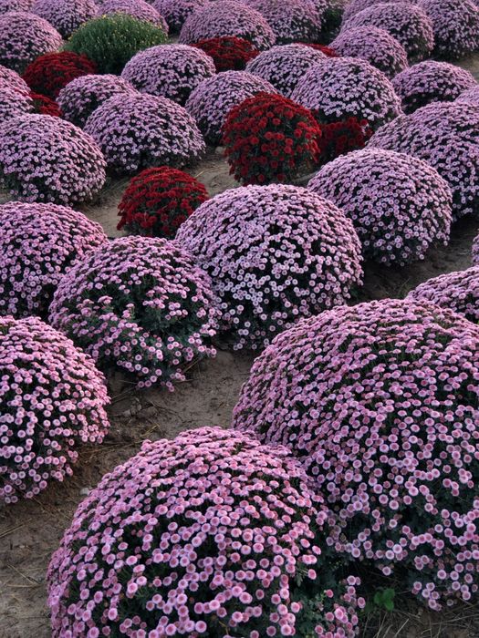 Хризантема Глобус