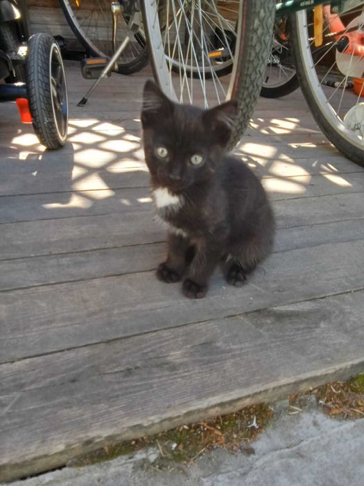 Отдам котят в добрые руки