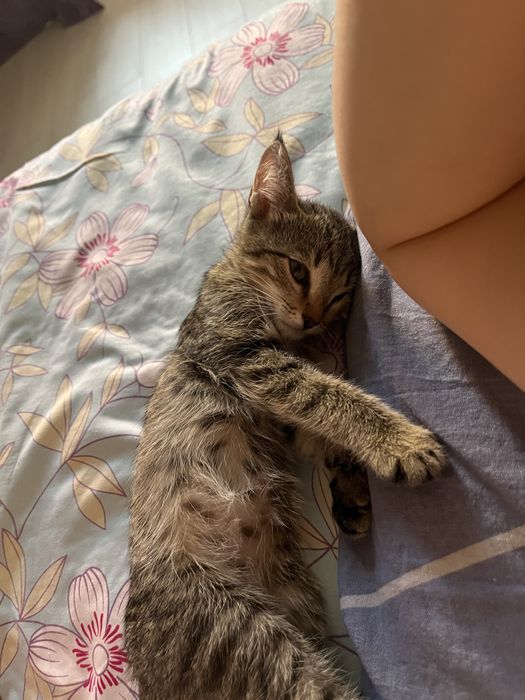 Котенок девочка 2 мес