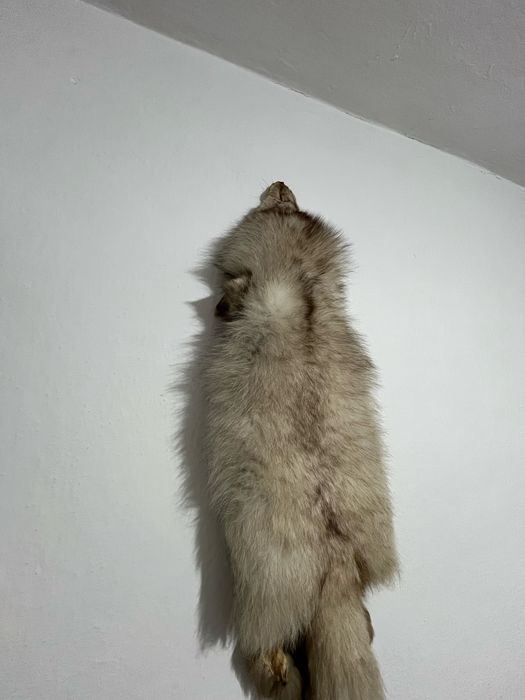 продаю мех лисы 2шт