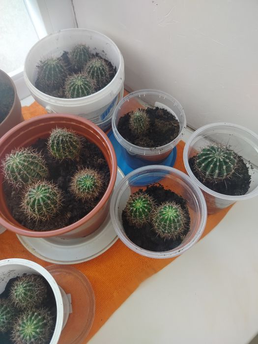 Продам кактусы маленькие