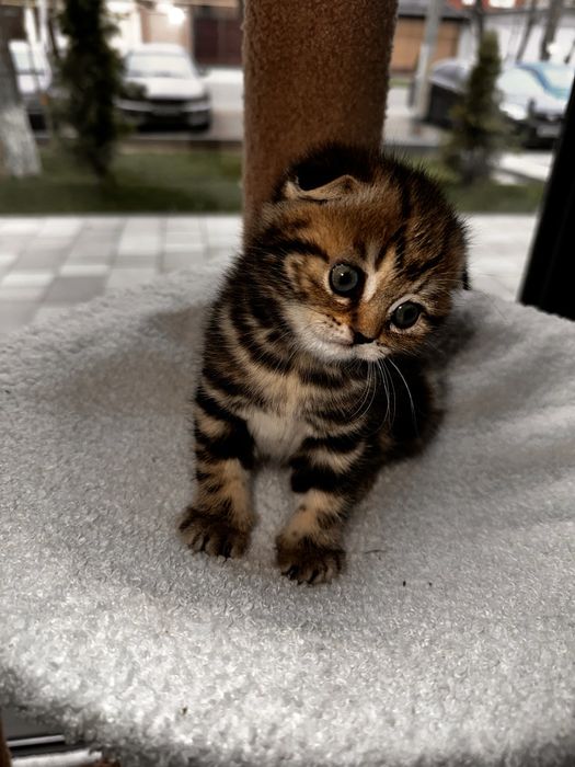 Котята скотиш страйт