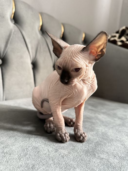 Fetita Sphynx Superba