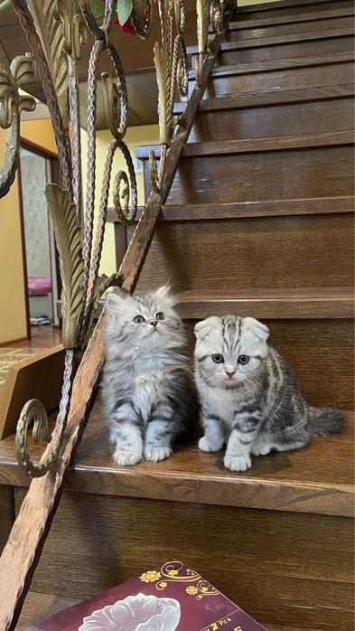 шотландские вислоухие котята