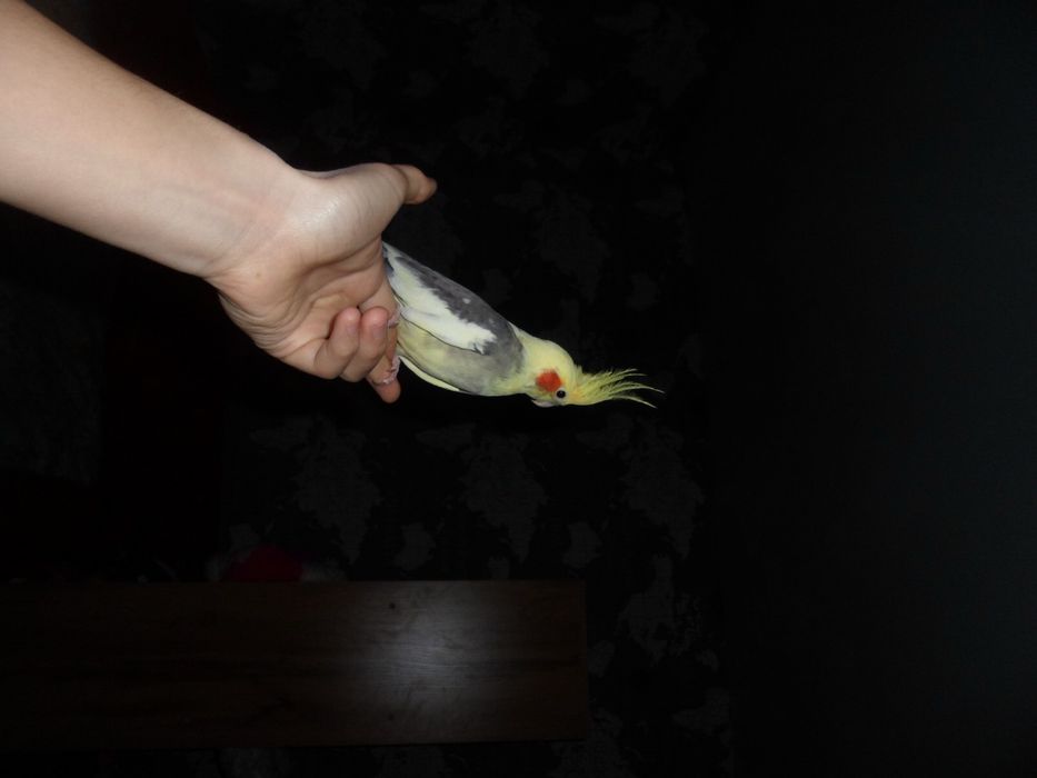 Попугай карелло 8 месяцев