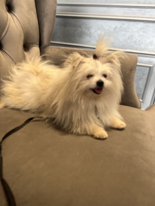 Шпиц собака продается