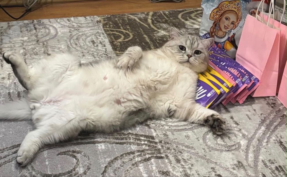 Британская серябристая шиншилла табби