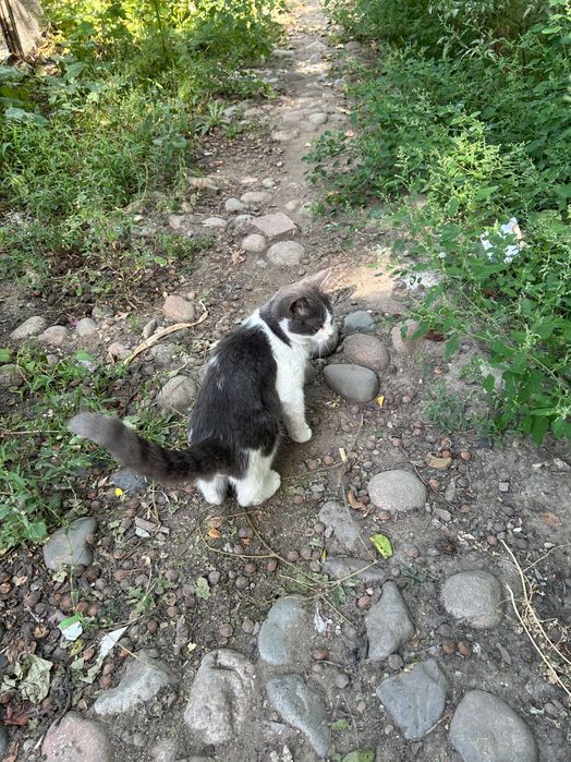 Кошки, крысоловки.