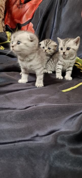Шотландские вислоухие котята