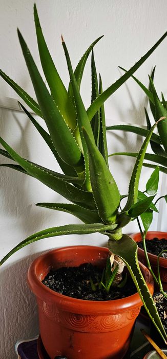 Aloe Vera -3 plante mature Timisoara  OLX.ro