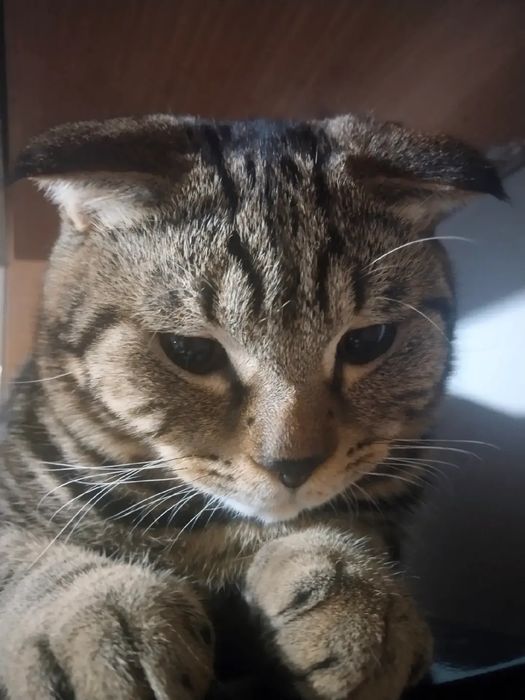 Отдам Даром Кота
