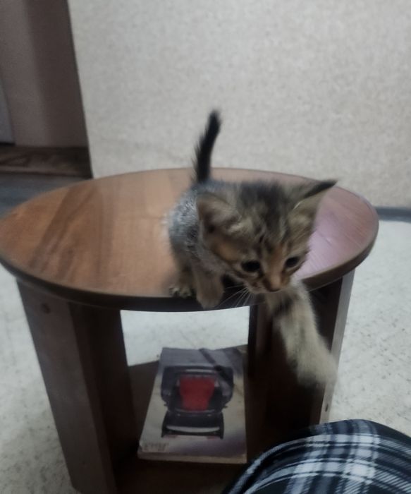 Котёнок отдам срочно
