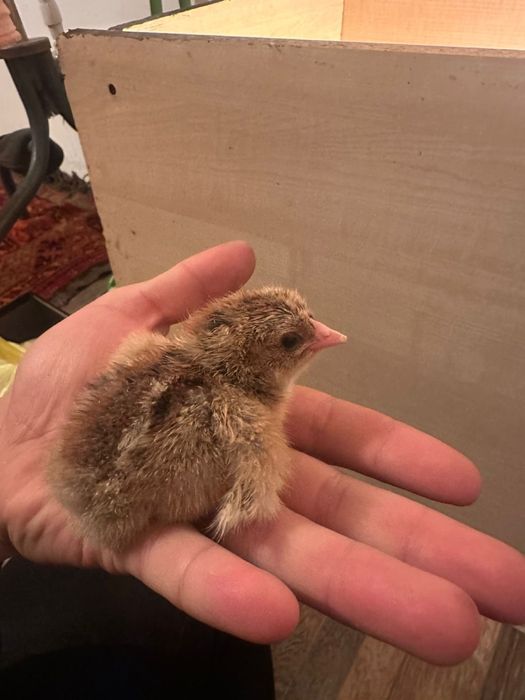 балапандар балапан