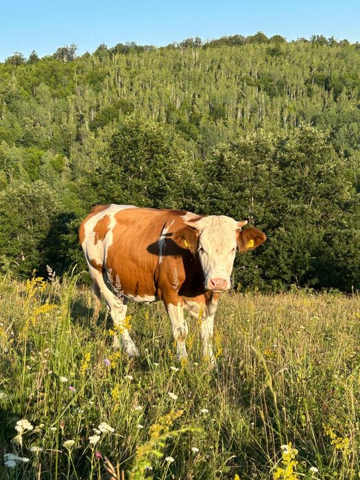 Animale de vanzare