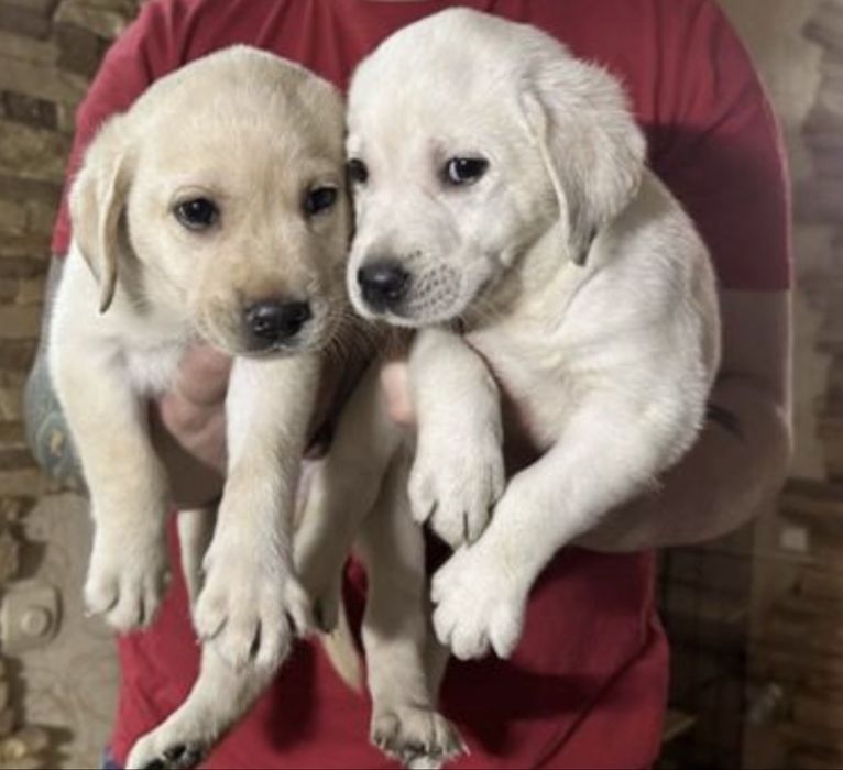 Продажа щенки лабрадора ретривера