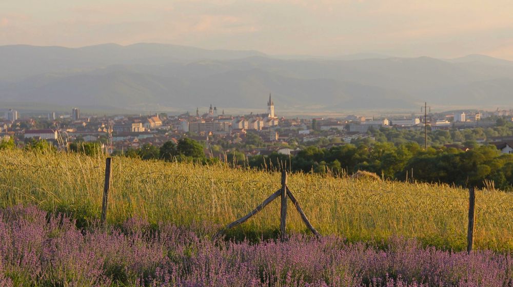 Linia Mov - Apă de lavandă Dark (potrivită pentru cadou)