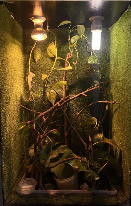 Vand cameleon cu terariu