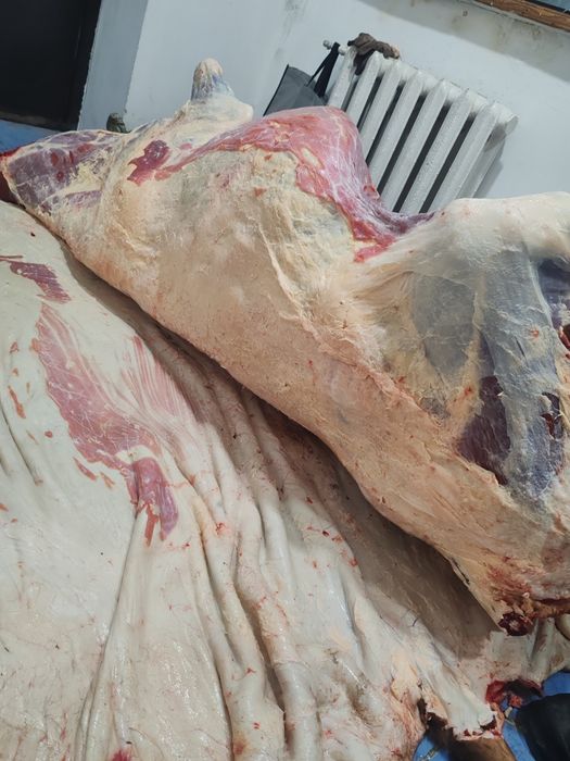 Туу сиыр сатылад