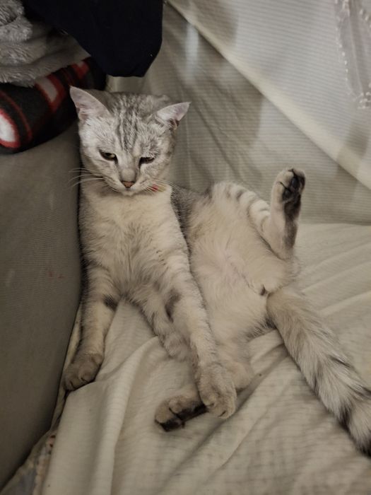 потерялась кошка,лия