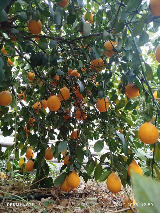 Лимон местный свой огород