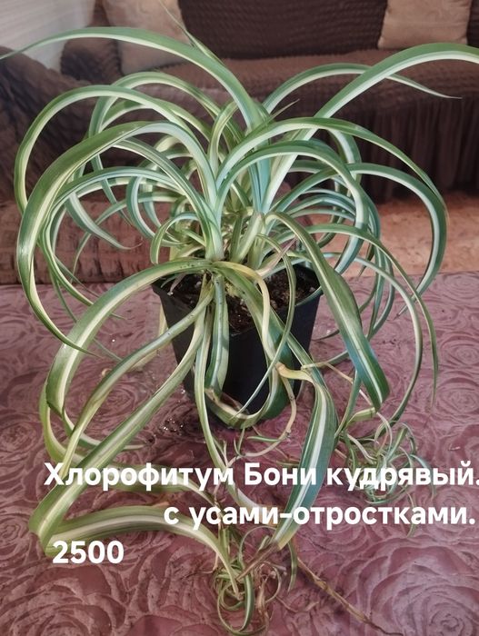Продам комнатные растения