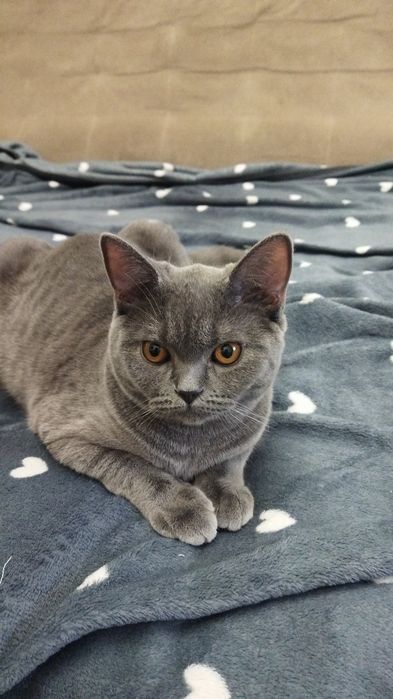 Срочно в хорошие руки кот кошка шотландская скоттиш страйт