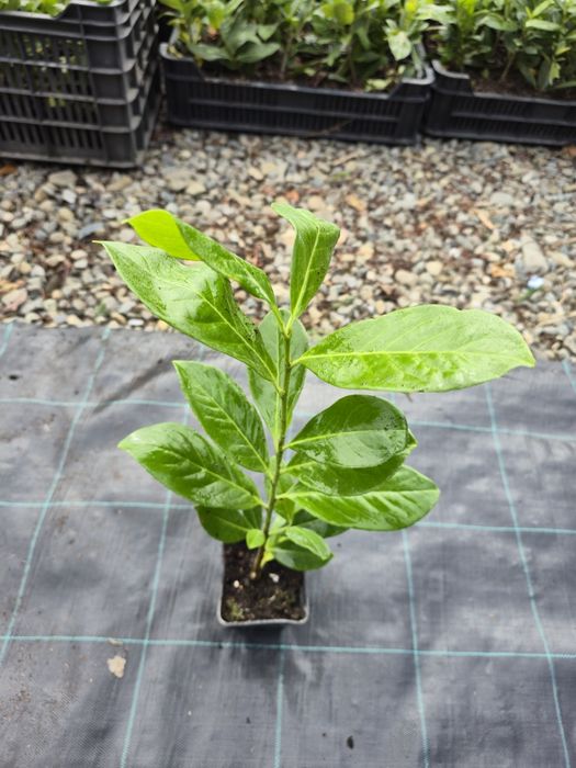 Laur Englezesc NOVITA - 40-50cm